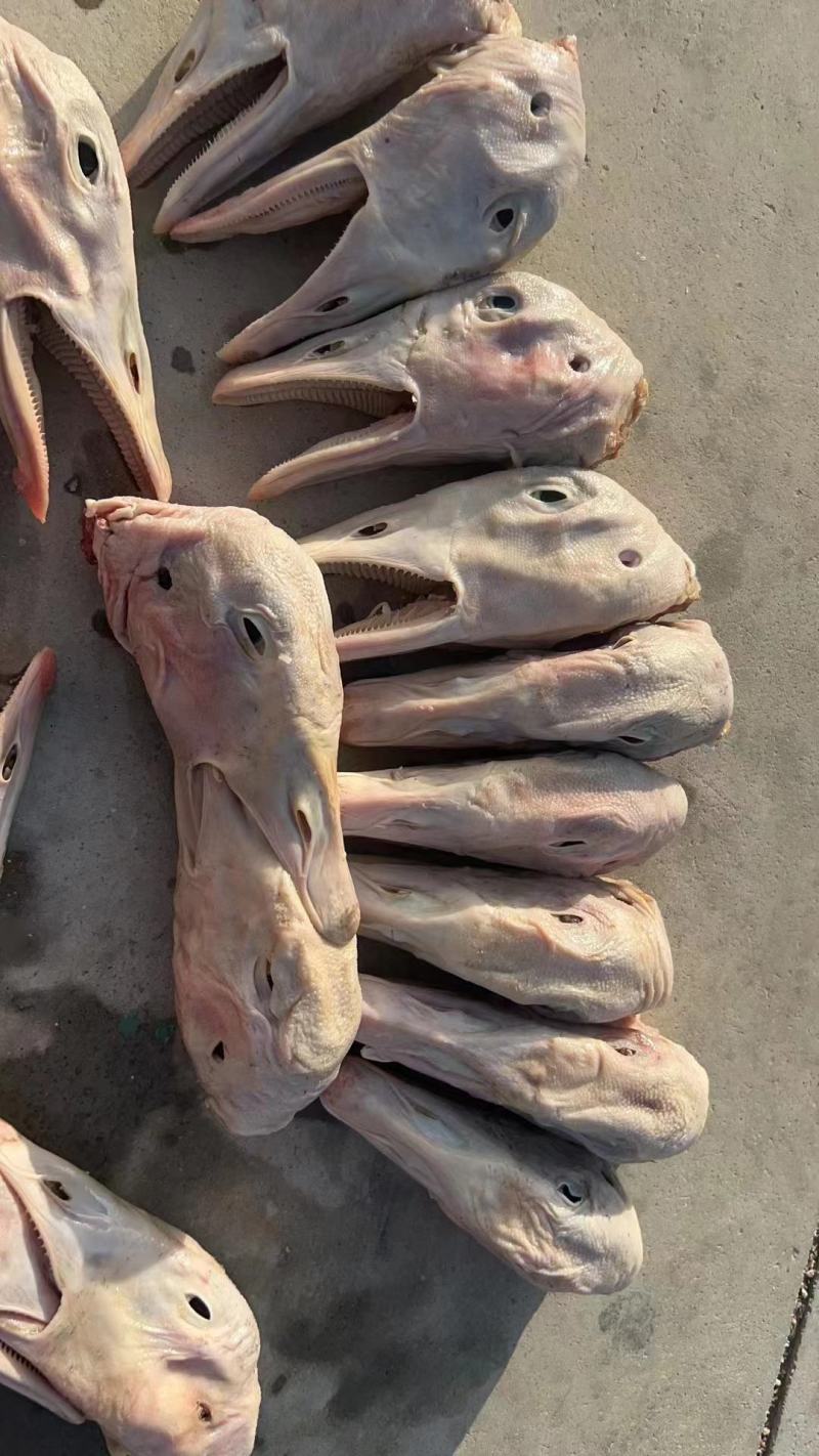 出售朗德鹅鹅头