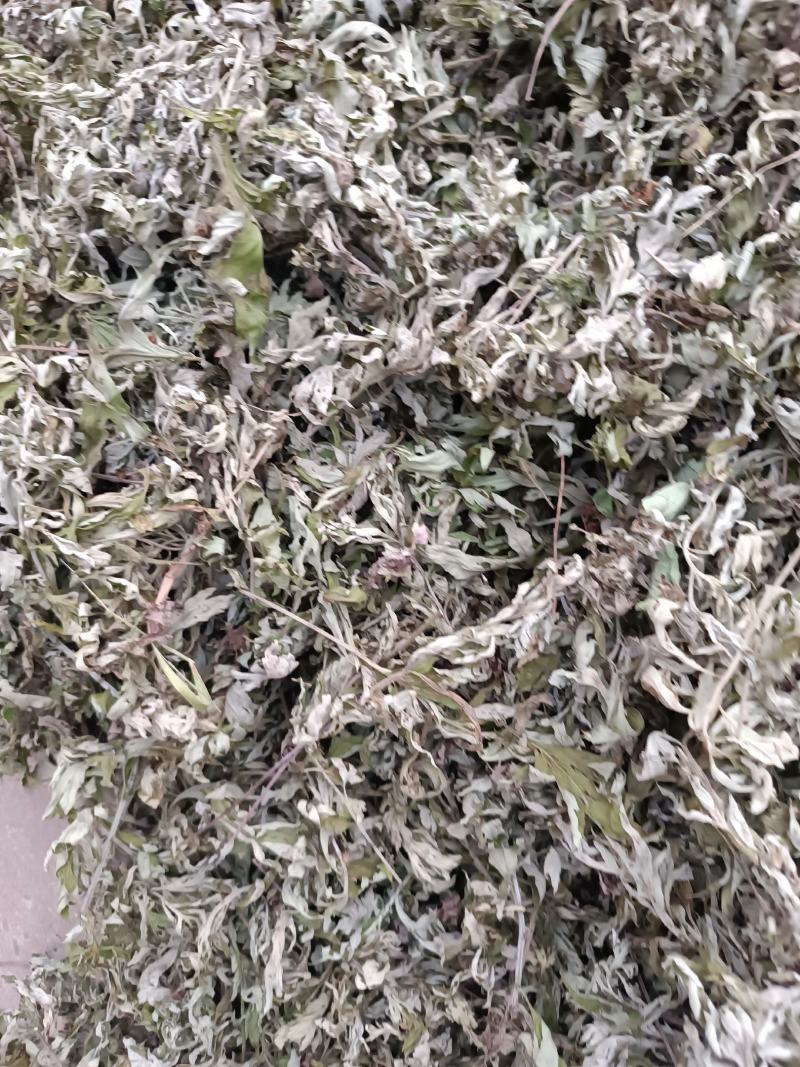 艾叶，端午前后的艾叶！
