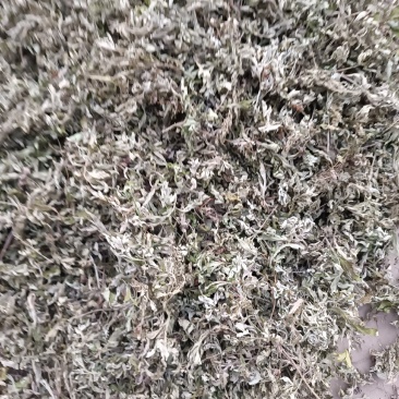 艾叶，端午前后的艾叶！