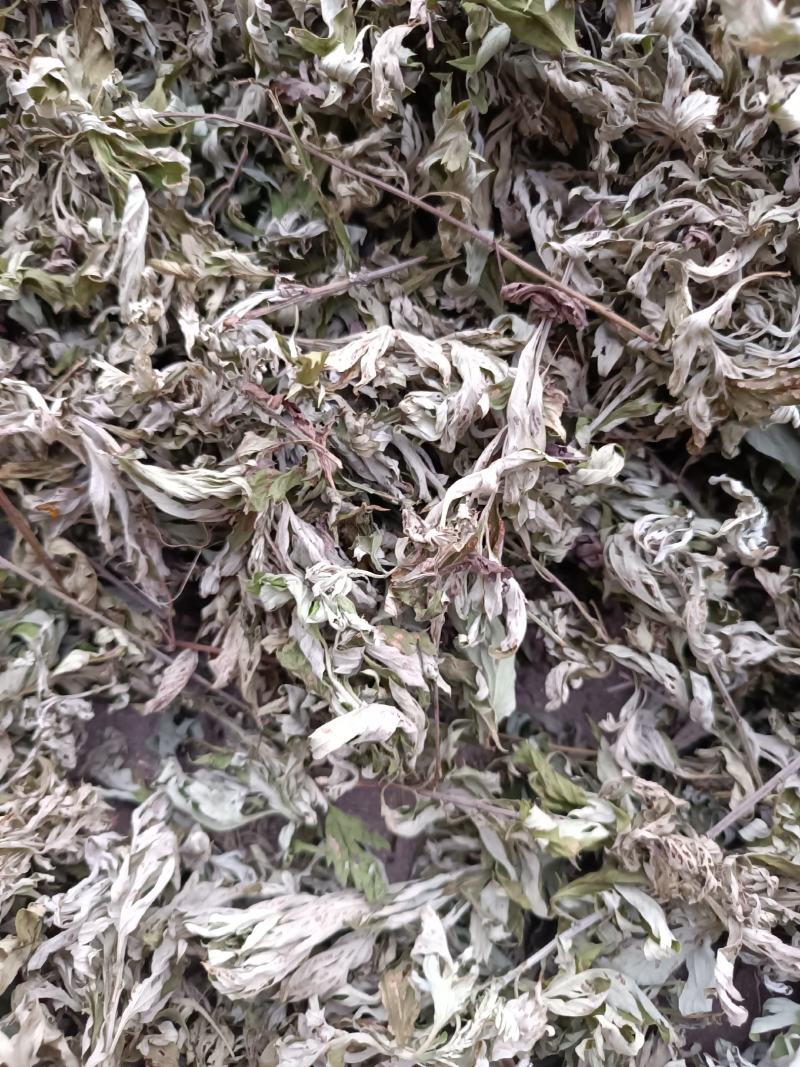 艾叶，端午前后的艾叶！