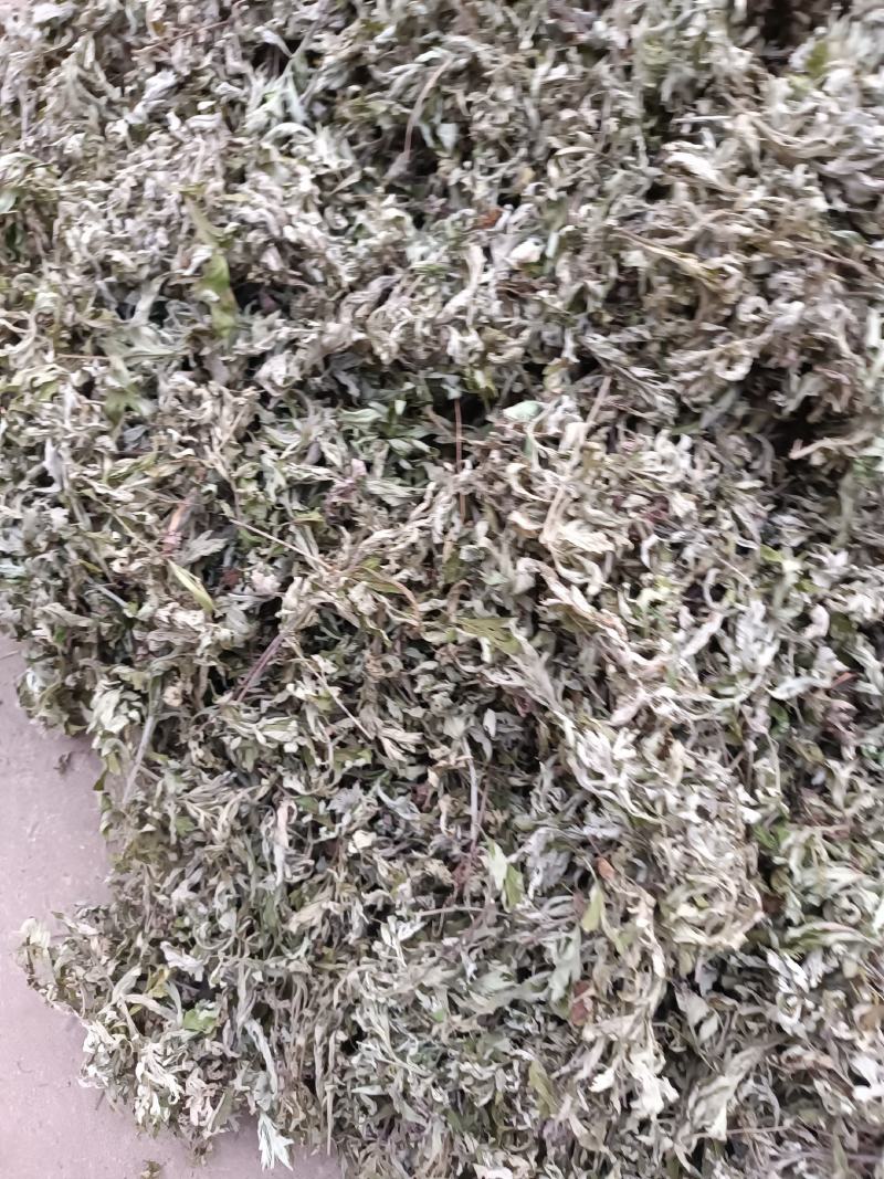 艾叶，端午前后的艾叶！