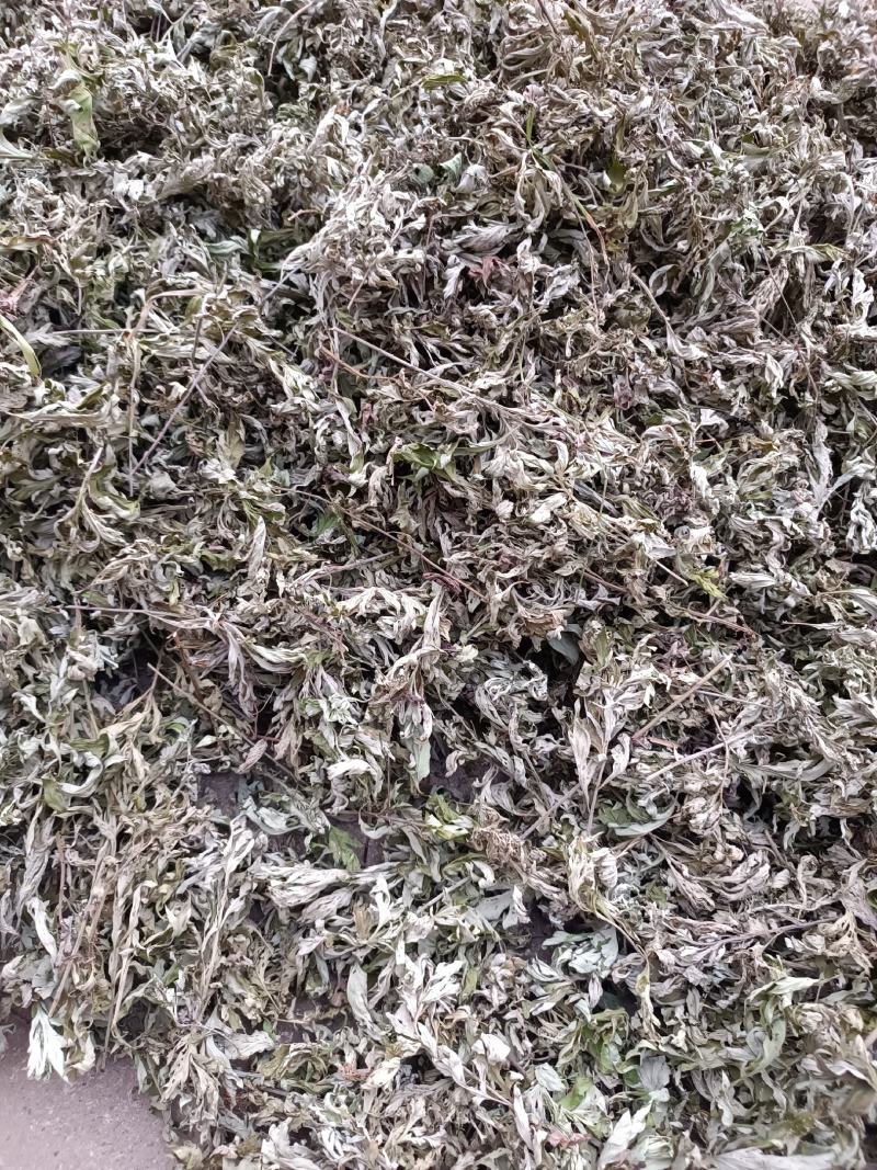 艾叶，端午前后的艾叶！