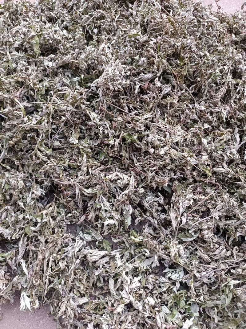 艾叶，端午前后的艾叶！