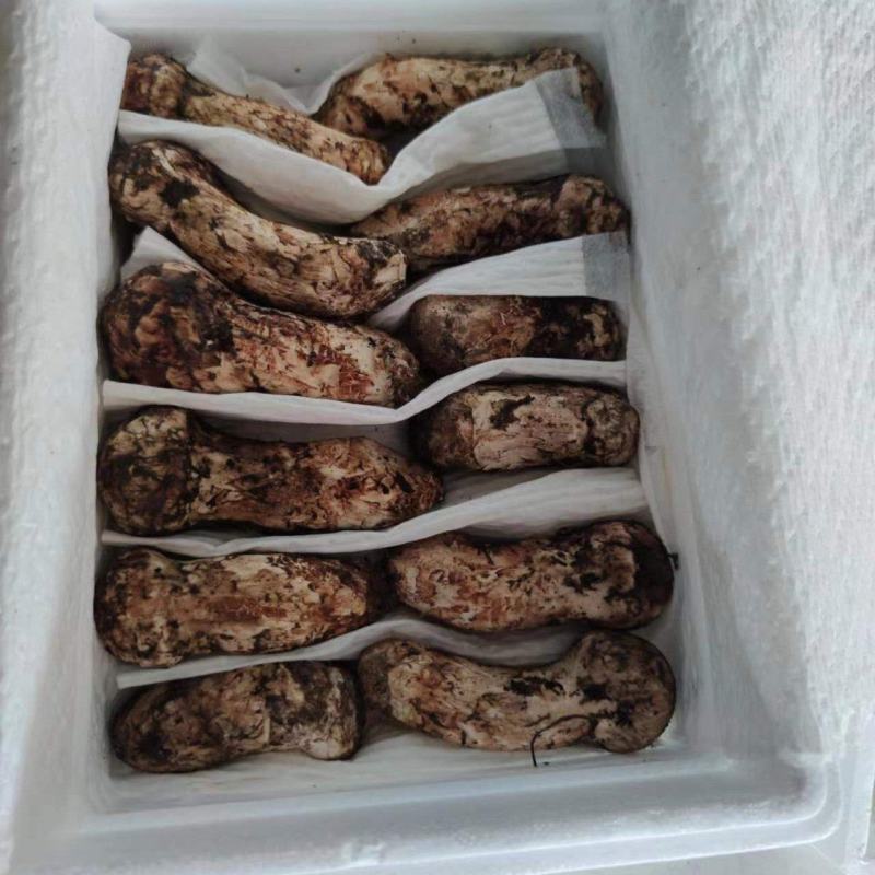 云南南华鲜松茸产地直供
