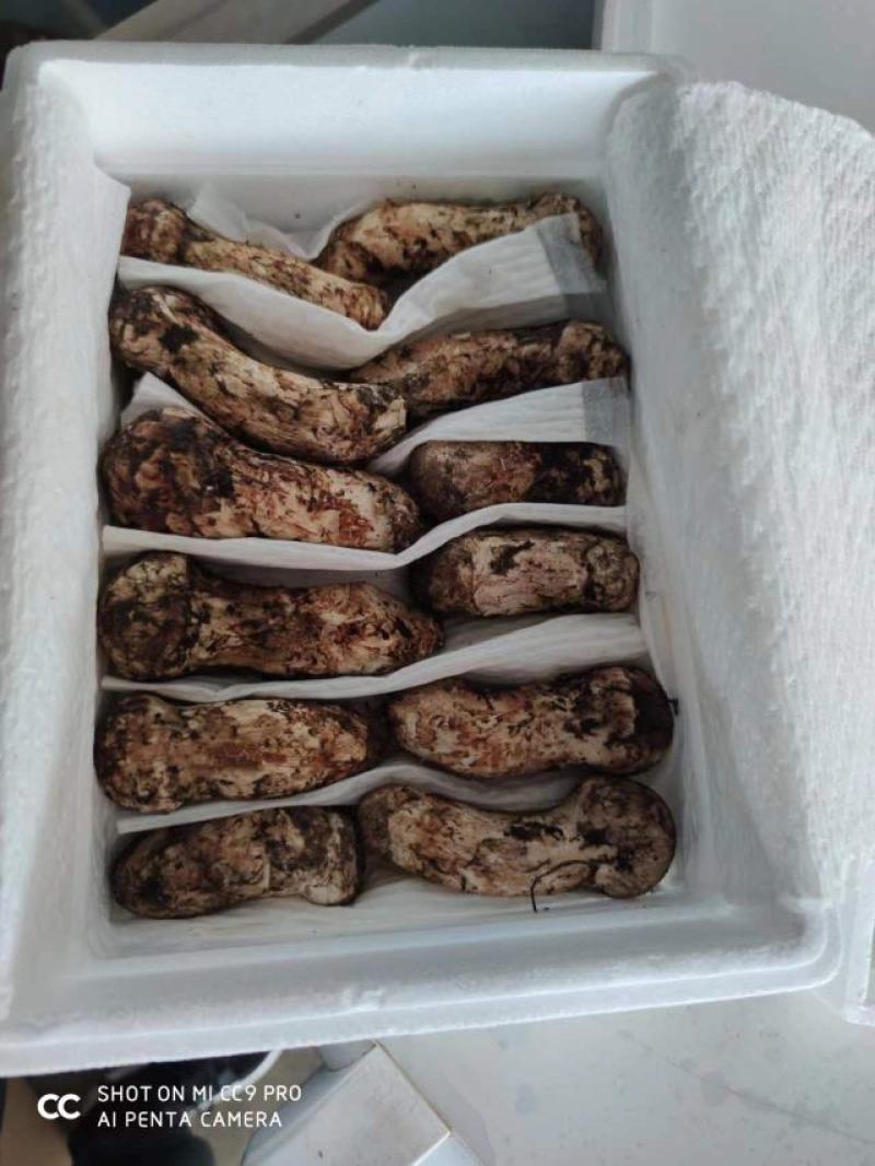 云南南华鲜松茸产地直供