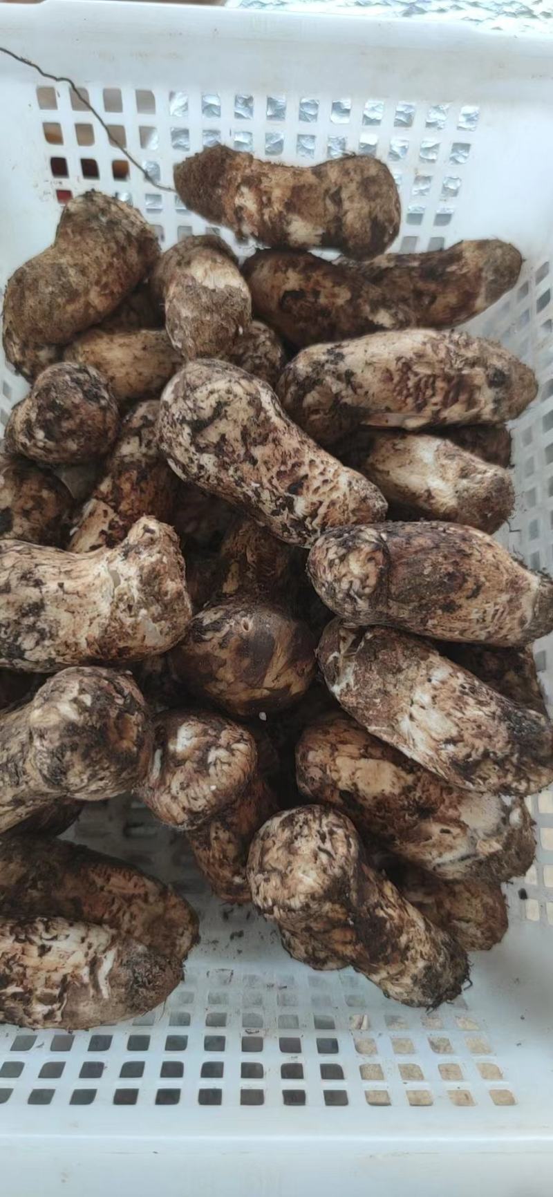 云南南华鲜松茸产地直供