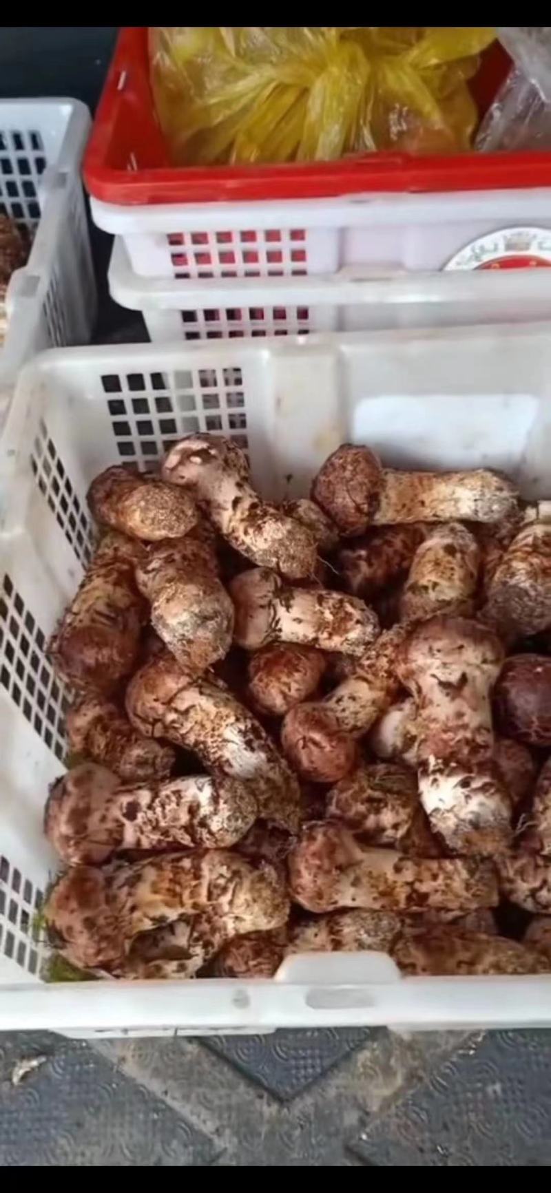 云南南华鲜松茸产地直供