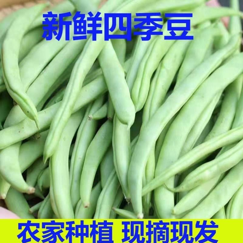 白花四季豆无筋豆豆王一年四季供应货源充足支持发货