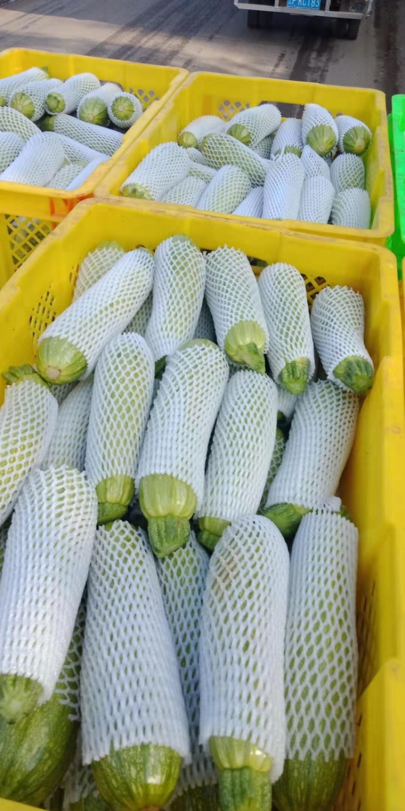 西葫芦一手货源诚信经营欢迎合作哈哈