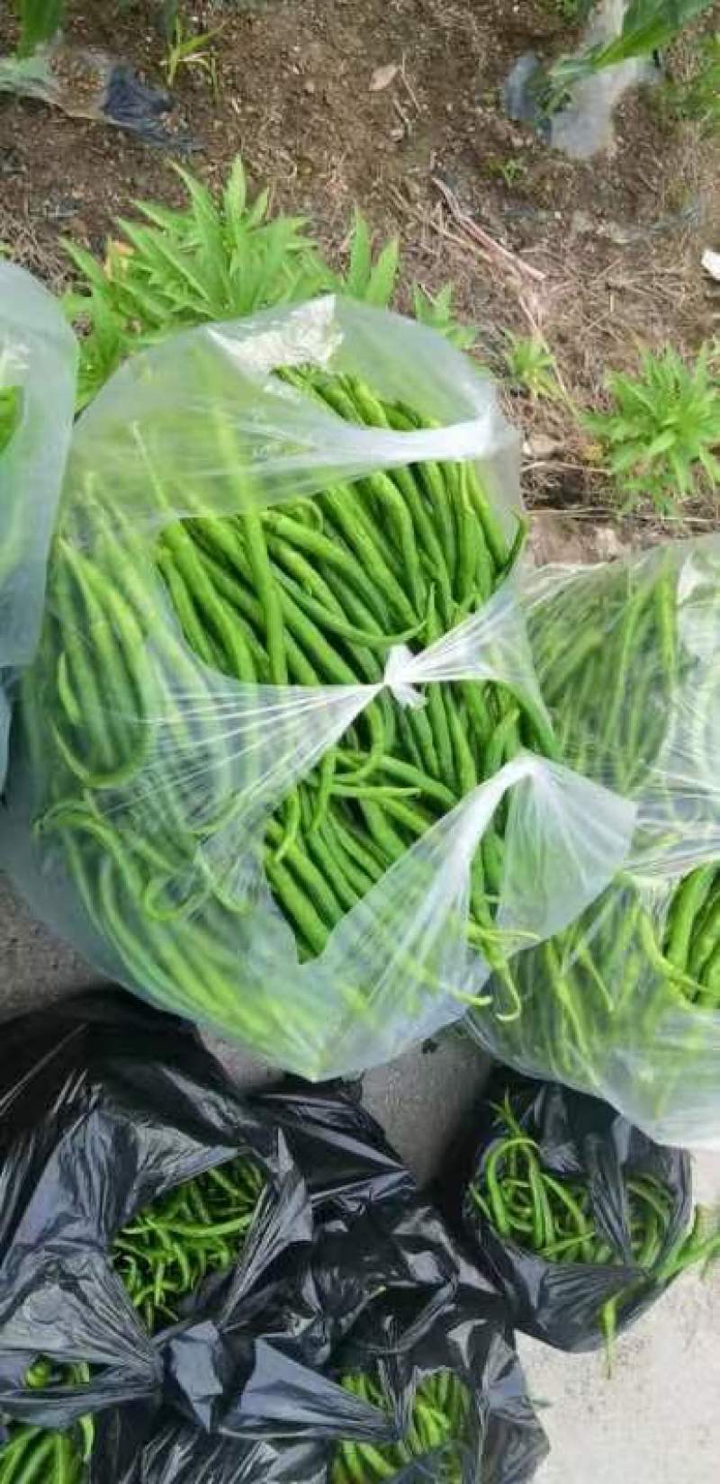 万颗子生态农业辣椒上市