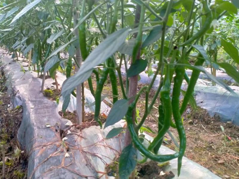 万颗子生态农业辣椒上市