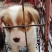 自家养的柯基犬长年供应两色的三色的都，性格温顺，不攻击人