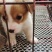 自家养的柯基犬长年供应两色的三色的都，性格温顺，不攻击人
