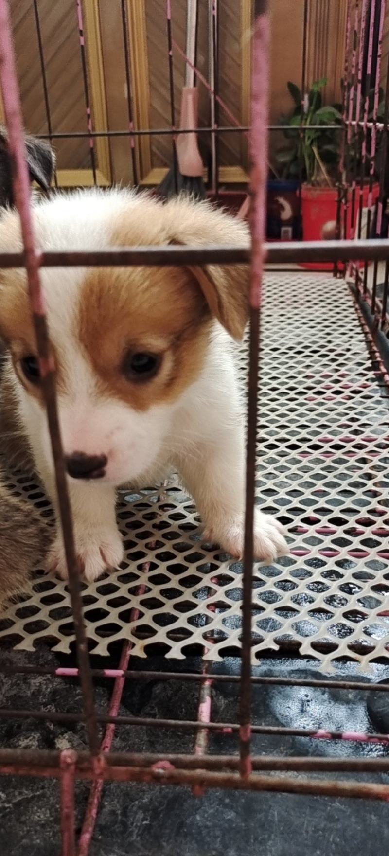 自家养的柯基犬长年供应两色的三色的都，性格温顺，不攻击人