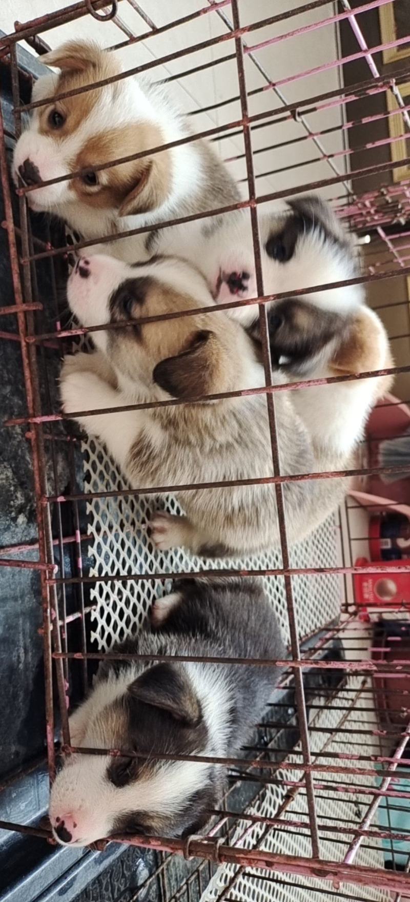 自家养的柯基犬长年供应两色的三色的都，性格温顺，不攻击人
