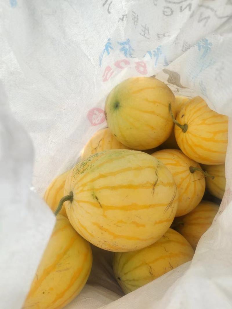 黄皮西瓜，白皮脆瓜，尾货，便宜处理