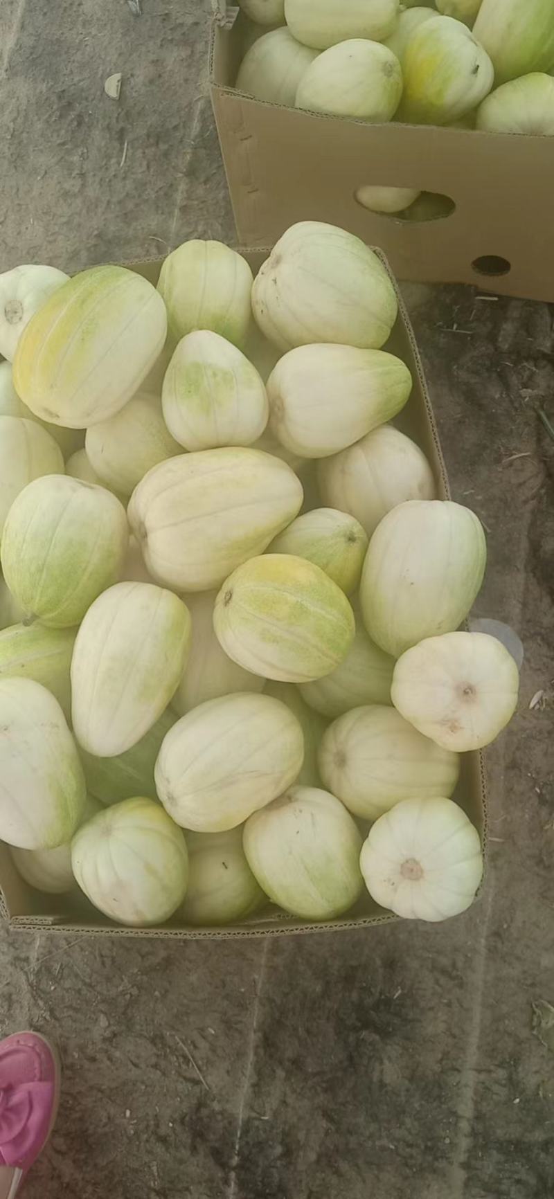 黄皮西瓜，白皮脆瓜，尾货，便宜处理