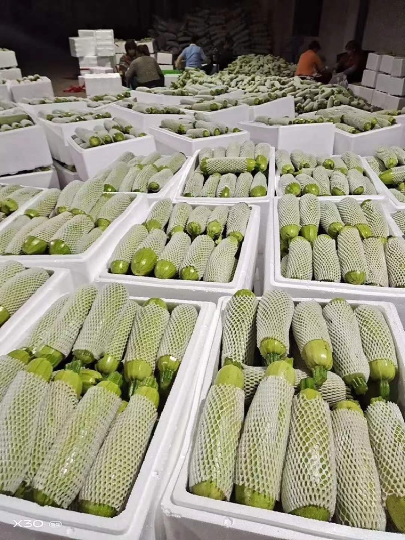 西葫芦一手货源诚信经营欢迎合作哈哈