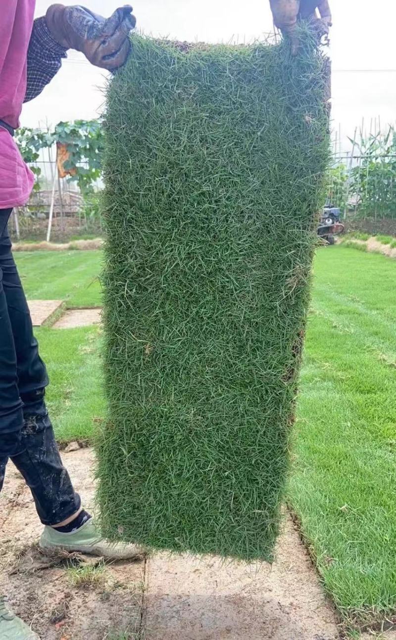 大量出售各种各样的草坪有须联系我价格优惠质量保证
