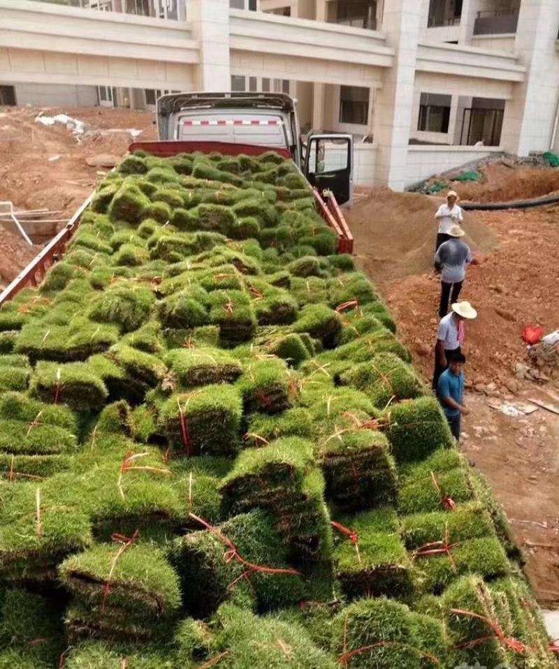 大量出售各种各样的草坪有须联系我价格优惠质量保证