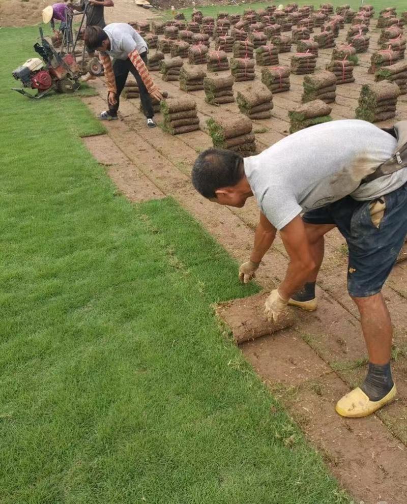 大量出售各种各样的草坪有须联系我价格优惠质量保证