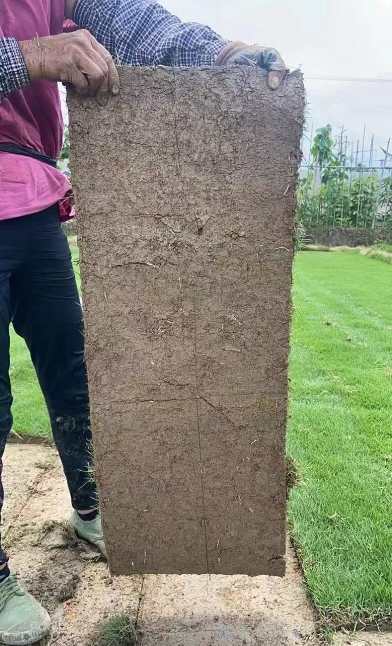 大量出售各种各样的草坪有须联系我价格优惠质量保证