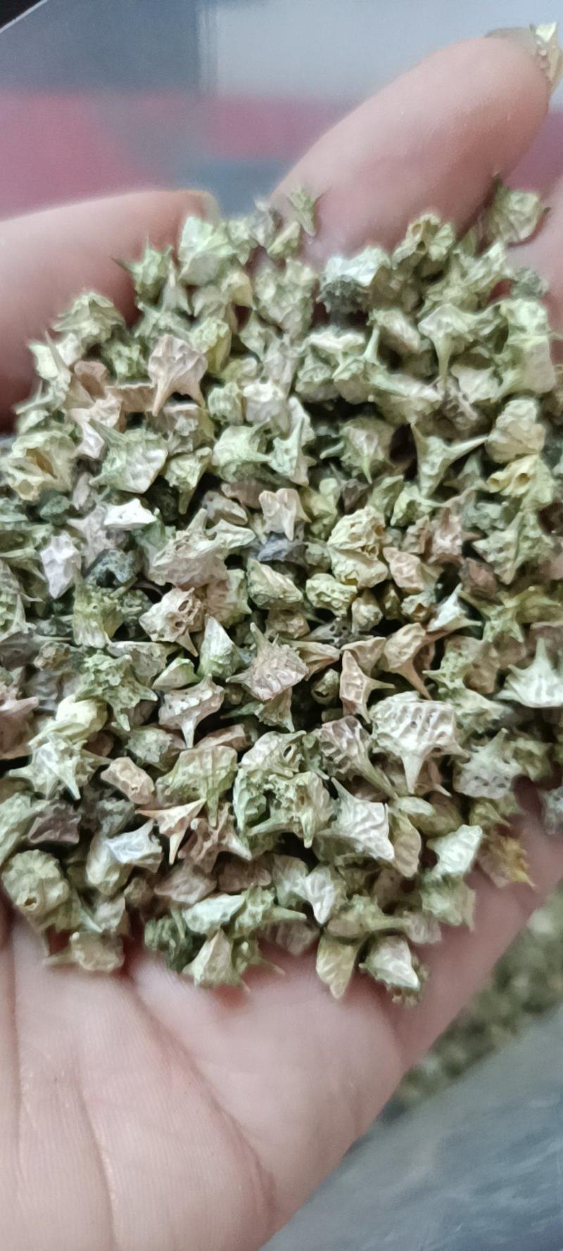 蒺藜刺蒺藜色青新货一公斤起卖包邮