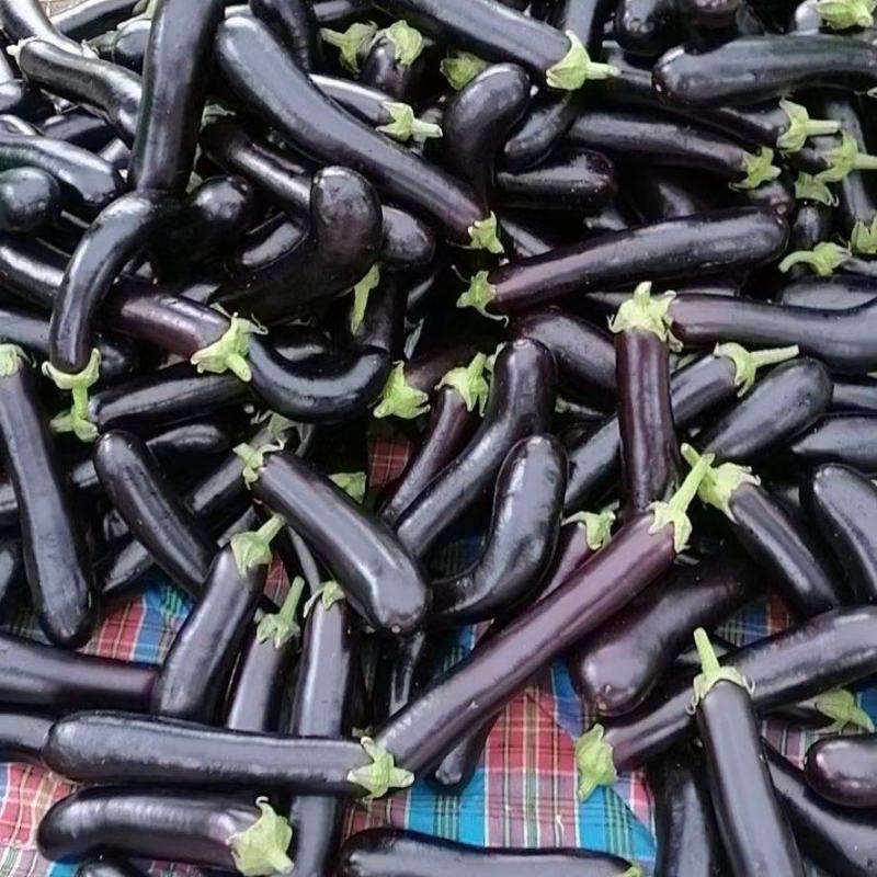 基地的茄子大量上市了，质量好，价格便宜