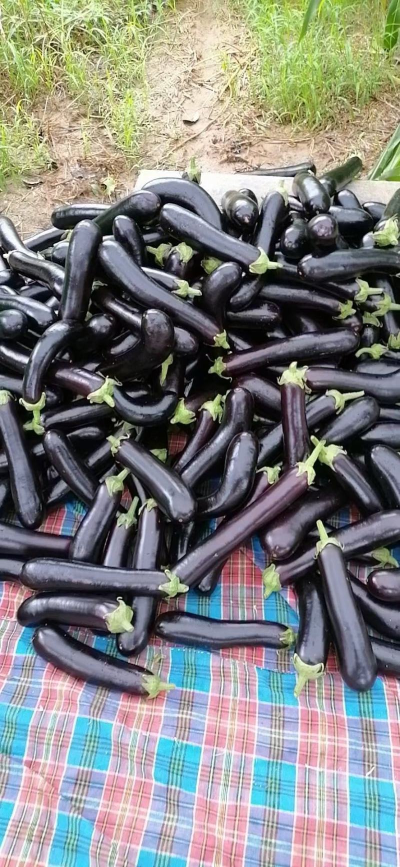 基地的茄子大量上市了，质量好，价格便宜