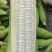 鲜玉米:万糯2000粘（对接电商、团购平台诚信代办）