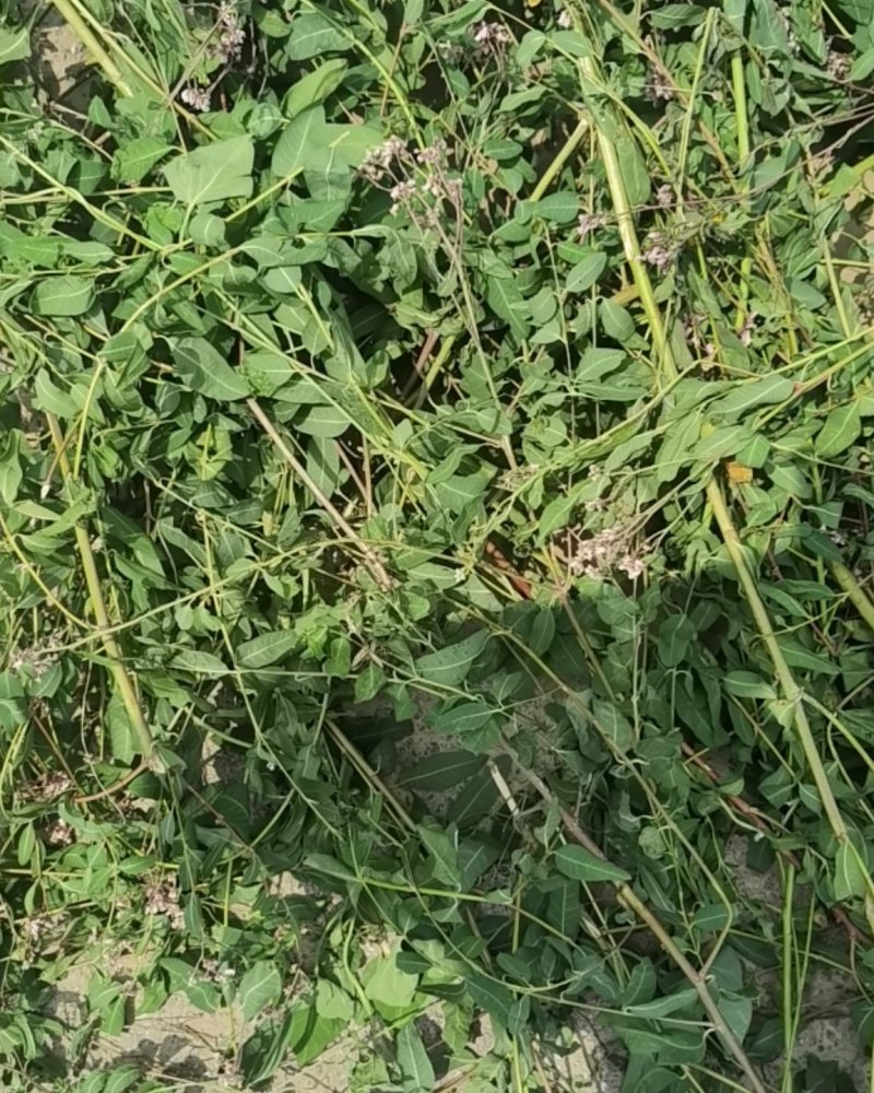 罗布麻