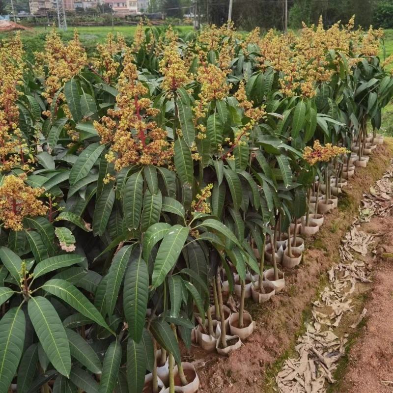 芒果苗金煌台农桂七四季芒贵妃芒澳芒嫁接芒果树苗地栽盆栽