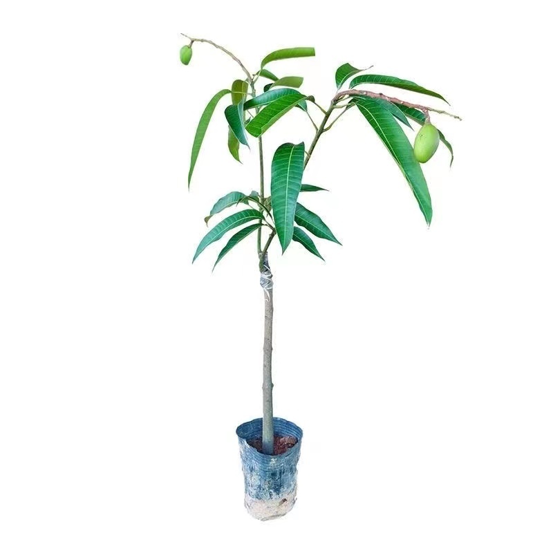 芒果苗金煌台农桂七四季芒贵妃芒澳芒嫁接芒果树苗地栽盆栽
