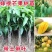 芒果苗金煌台农桂七四季芒贵妃芒澳芒嫁接芒果树苗地栽盆栽