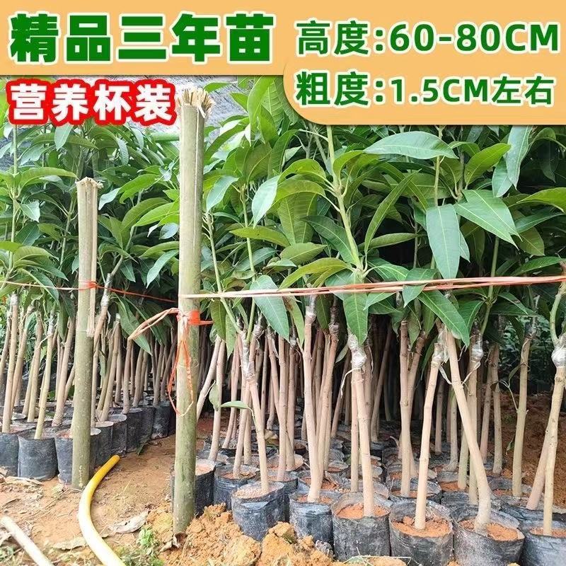 芒果苗金煌台农桂七四季芒贵妃芒澳芒嫁接芒果树苗地栽盆栽