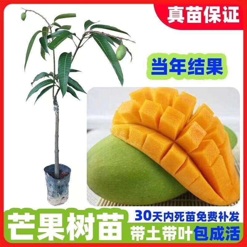 芒果苗金煌台农桂七四季芒贵妃芒澳芒嫁接芒果树苗地栽盆栽