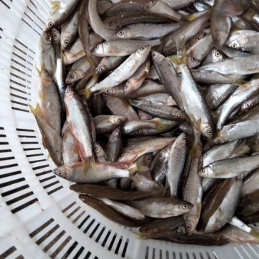 高山冷水鱼肉质鲜美可口大嘴马口桃花鱼小嘴马口白鱼
