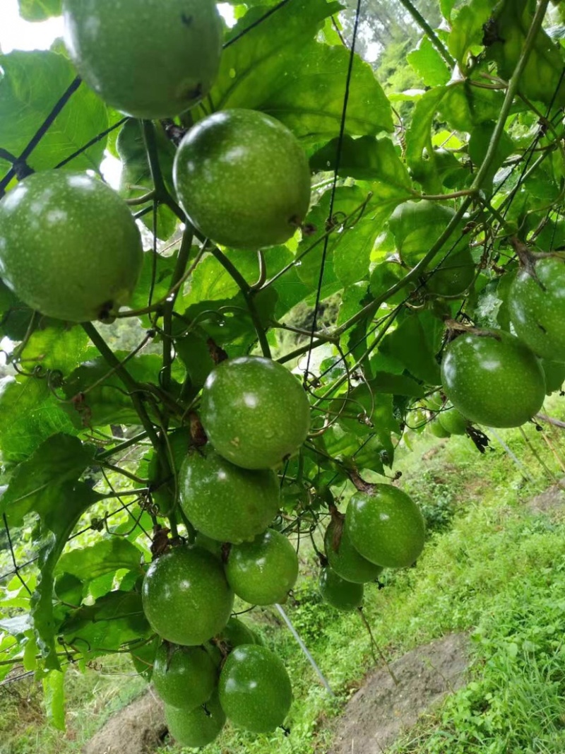 黄金百香果，钦密九号，纯甜，新鲜采摘发货，一件代发