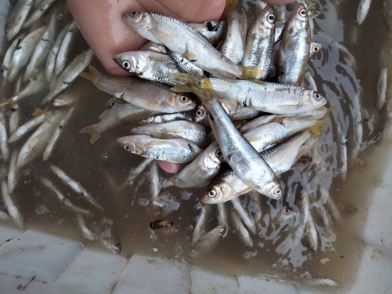 高山冷水鱼肉质鲜美可口大嘴马口桃花鱼小嘴马口白鱼