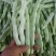 四季豆，芸豆，小金豆，白无丝，架豆王，大量上市。