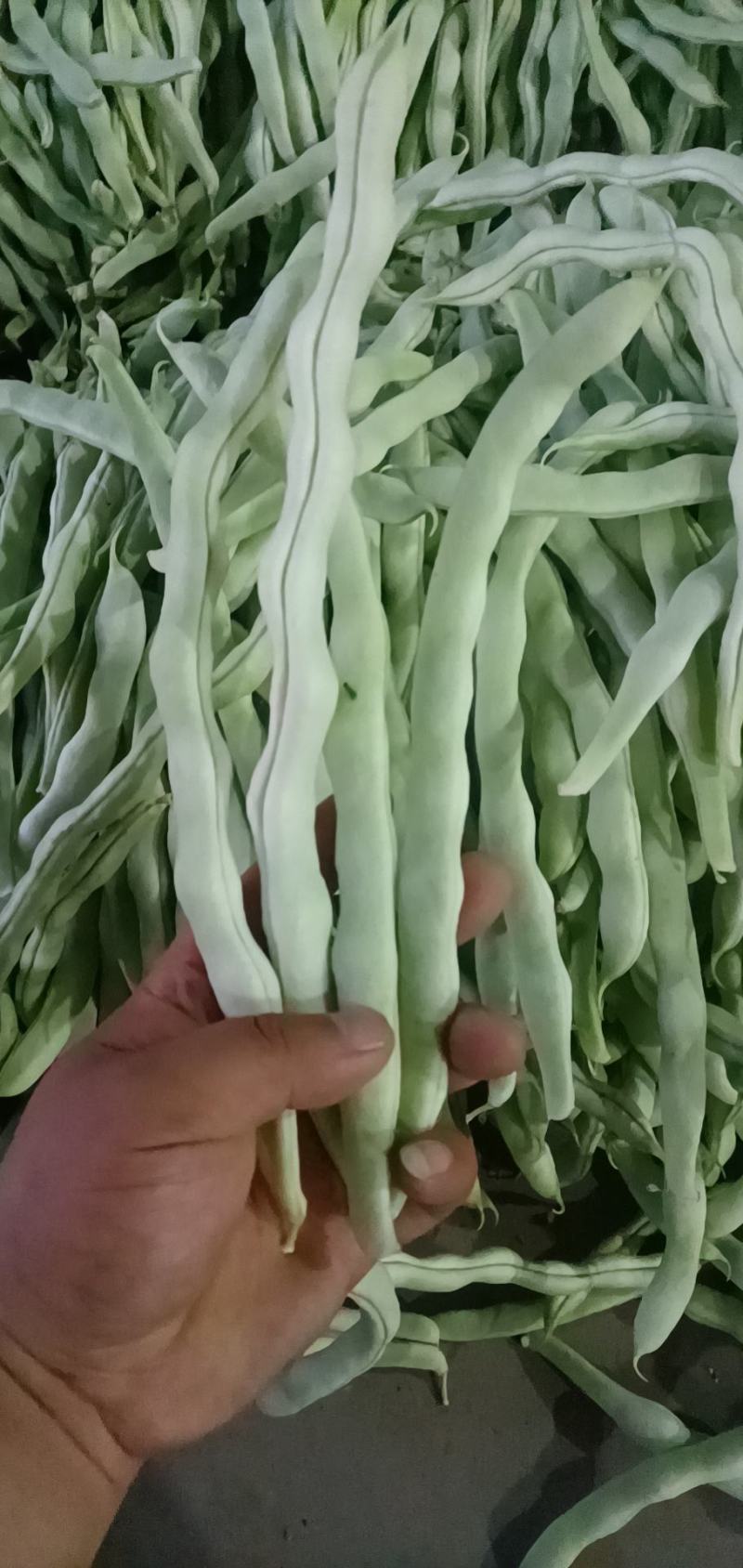 四季豆，芸豆，小金豆，白无丝，架豆王，大量上市。