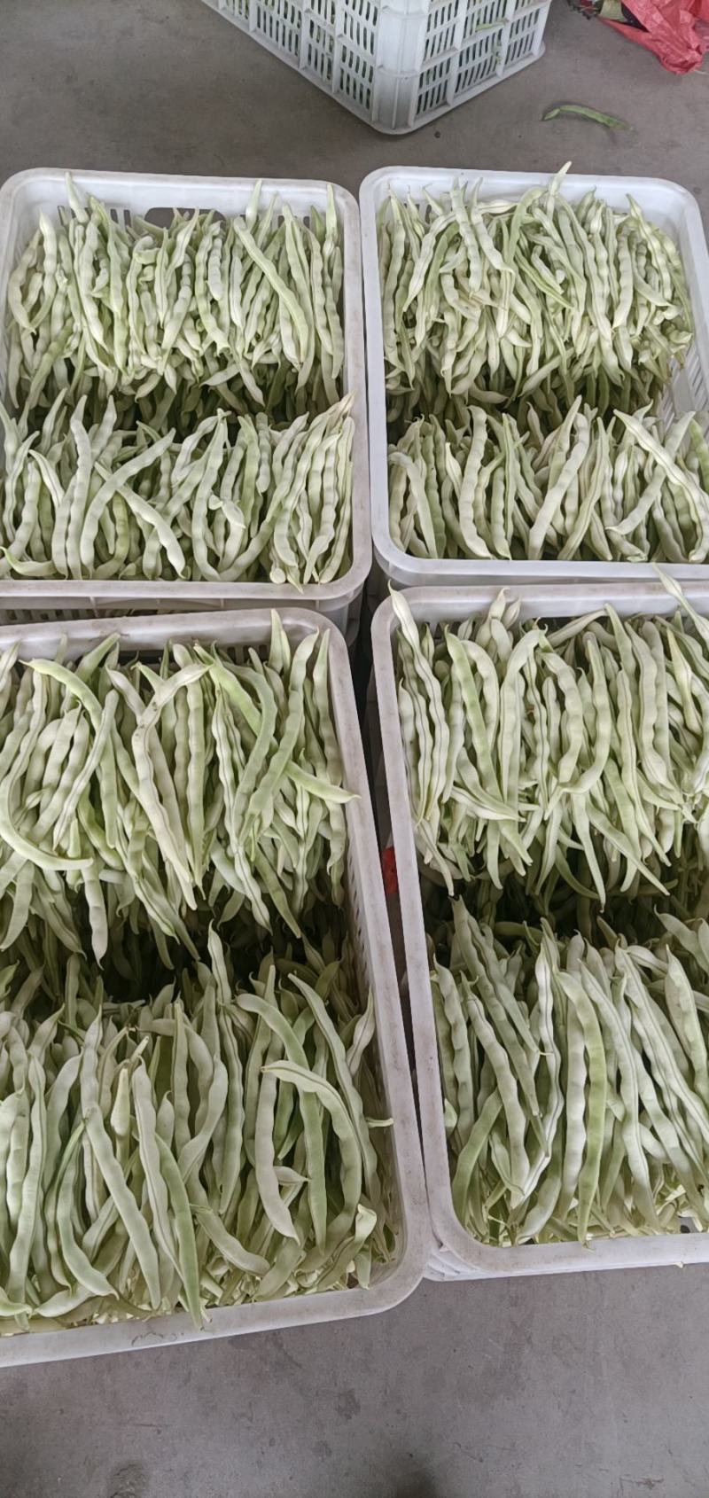 四季豆，芸豆，小金豆，白无丝，架豆王，大量上市。