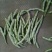 四季豆，芸豆，小金豆，白无丝，架豆王，大量上市。