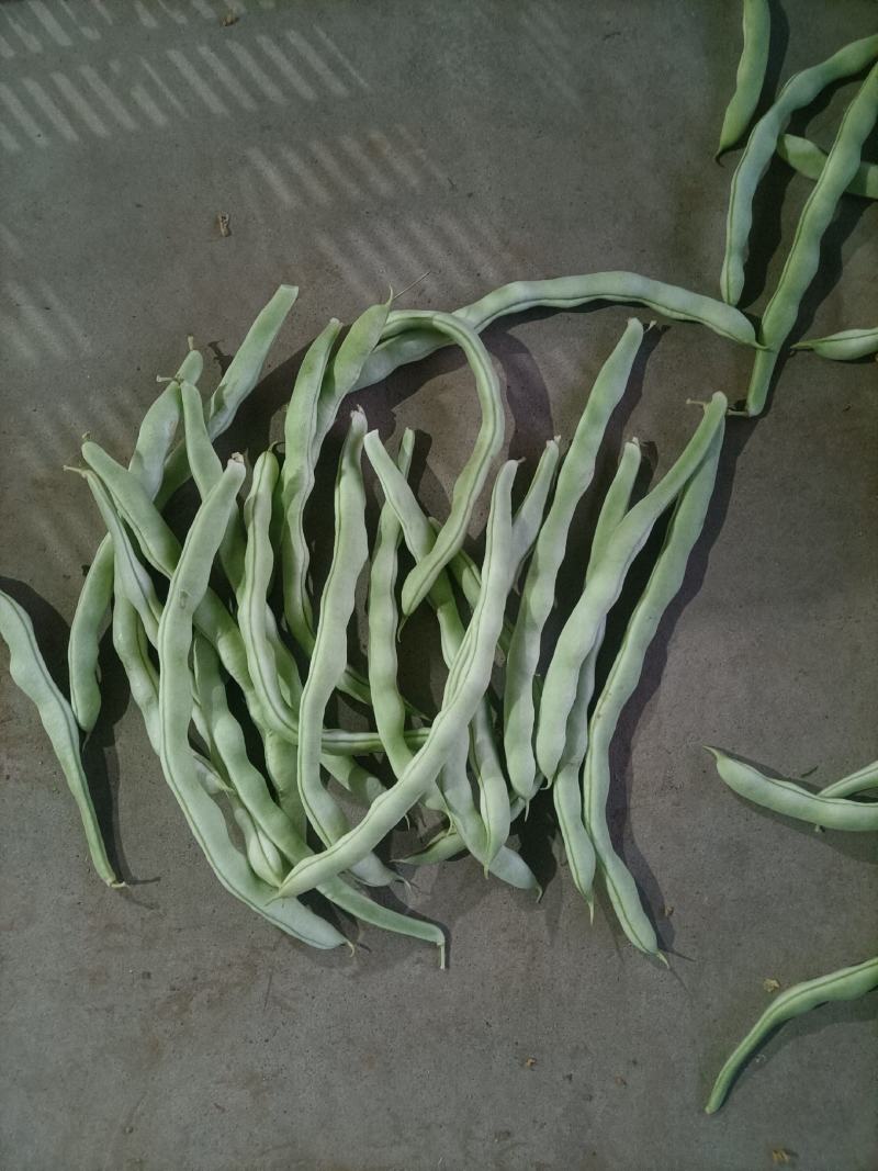 四季豆，芸豆，小金豆，白无丝，架豆王，大量上市。