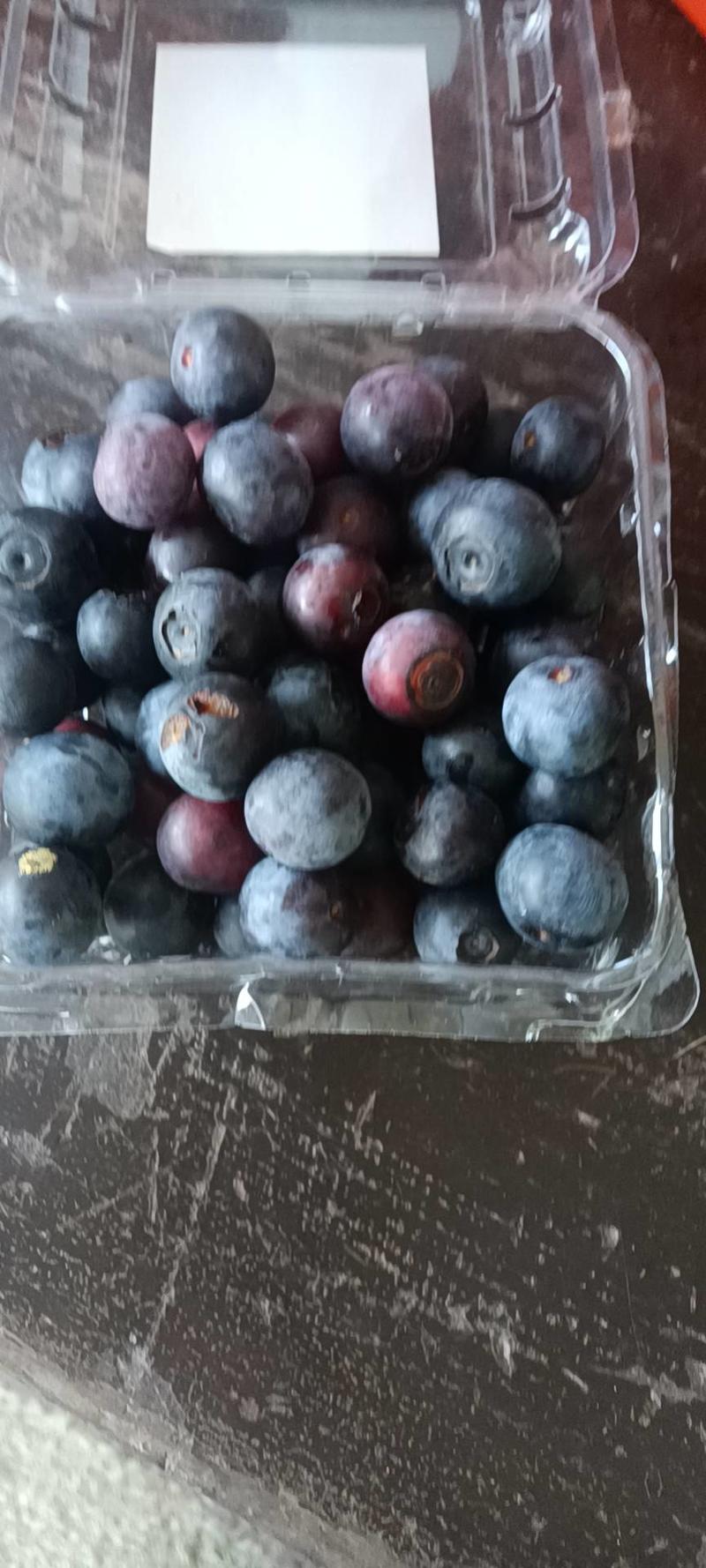 蓝莓，蓝莓鲜果。