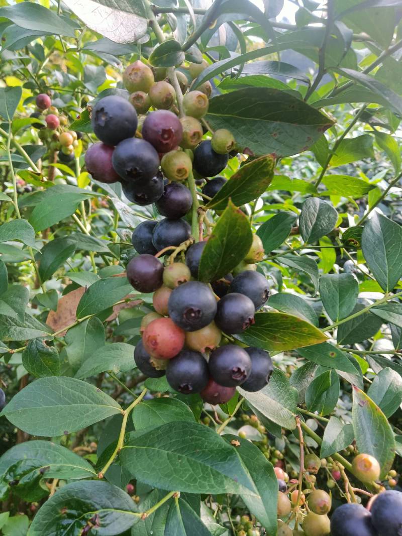 蓝莓，蓝莓鲜果。