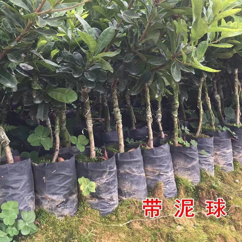 正宗杨梅苗树苗嫁接果树东魁六月杨梅南方盆栽地栽广西果苗大