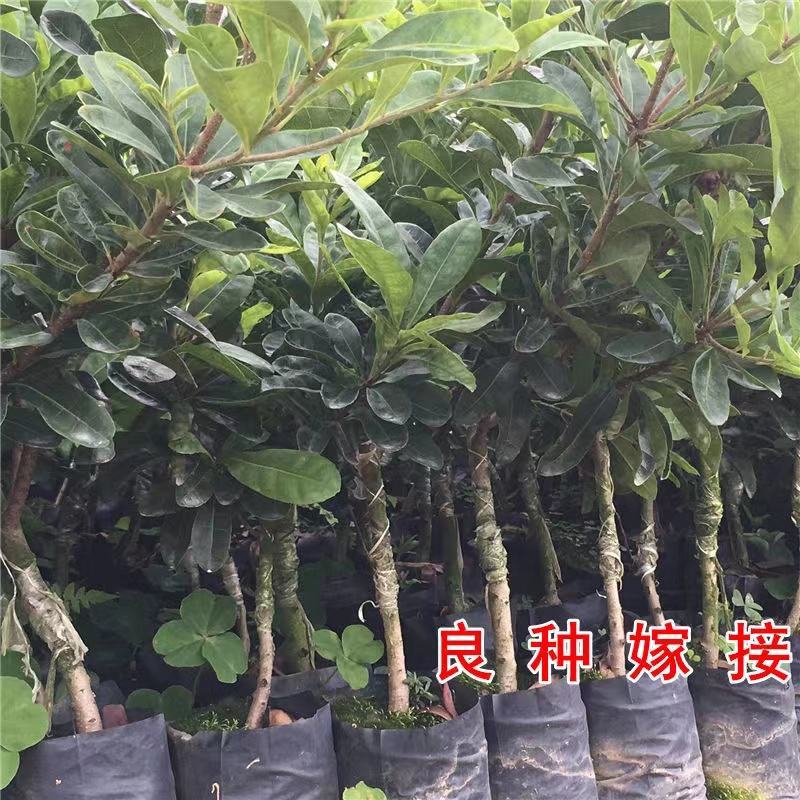 正宗杨梅苗树苗嫁接果树东魁六月杨梅南方盆栽地栽广西果苗大