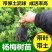 正宗杨梅苗树苗嫁接果树东魁六月杨梅南方盆栽地栽广西果苗大