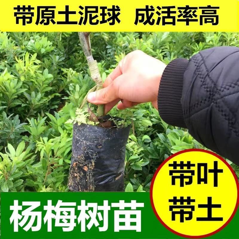 正宗杨梅苗树苗嫁接果树东魁六月杨梅南方盆栽地栽广西果苗大